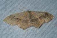 Idaea aversata