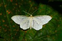 Idaea politaria