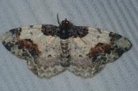 Ligdia adustata