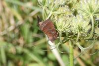Lacanobia oleracea
