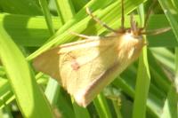 Diacrisia sannio