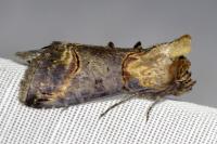 Abrostola triplasia