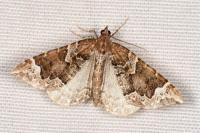 Eulithis prunata