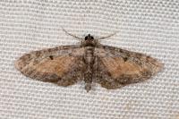 Eupithecia icterata