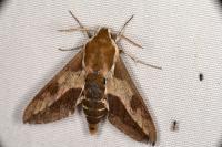 Hyles euphorbiae