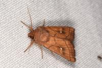 Mythimna conigera