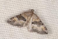 Perizoma bifaciata