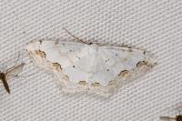 Scopula ornata