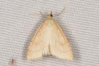 Udea lutealis