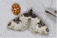 Xanthorhoe fluctuata