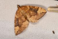 Eulithis populata