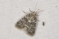 Bryophila domestica