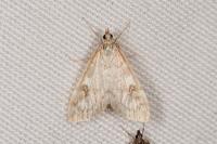 Udea olivalis