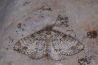 Mesotype didymata