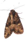Apamea remissa