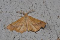 Ennomos quercinaria