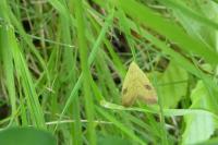 Rivula sericealis