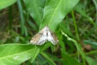 Cataclysta lemnata