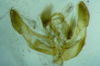 Hoplodrina octogenaria