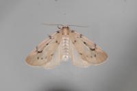Paidia rica