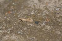 Ancylolomia tentaculella