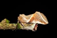 Habrosyne pyritoides