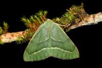 Hylaea fasciaria