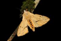 Spilarctia lutea