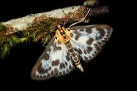 Anania hortulata