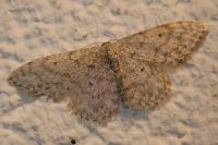 Idaea alyssumata