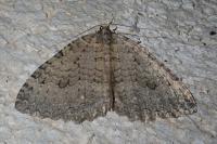 Triphosa tauteli