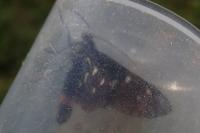 Syntomis phegea ligata
