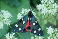 Callimorpha dominula