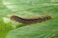 Malacosoma alpicola