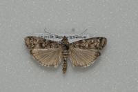 Dioryctria abietella