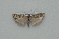 Dioryctria simplicella