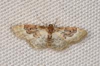 Idaea rusticata