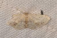Idaea dimidiata