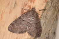 Thera cognata