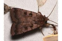Xestia stigmatica