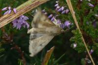 Helicoverpa armigera