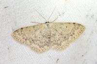 Scopula marginepunctata