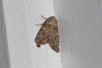 Anarta trifolii