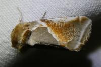 Habrosyne pyritoides
