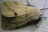 Spilarctia lutea