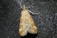 Pyrausta despicata