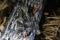 Acronicta auricoma