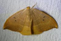 Watsonalla binaria