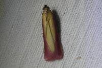 Oncocera semirubella