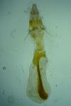 Asalebria florella